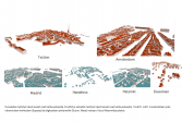 Esimerkkejä eri kaupunkien 3D-kuvista.