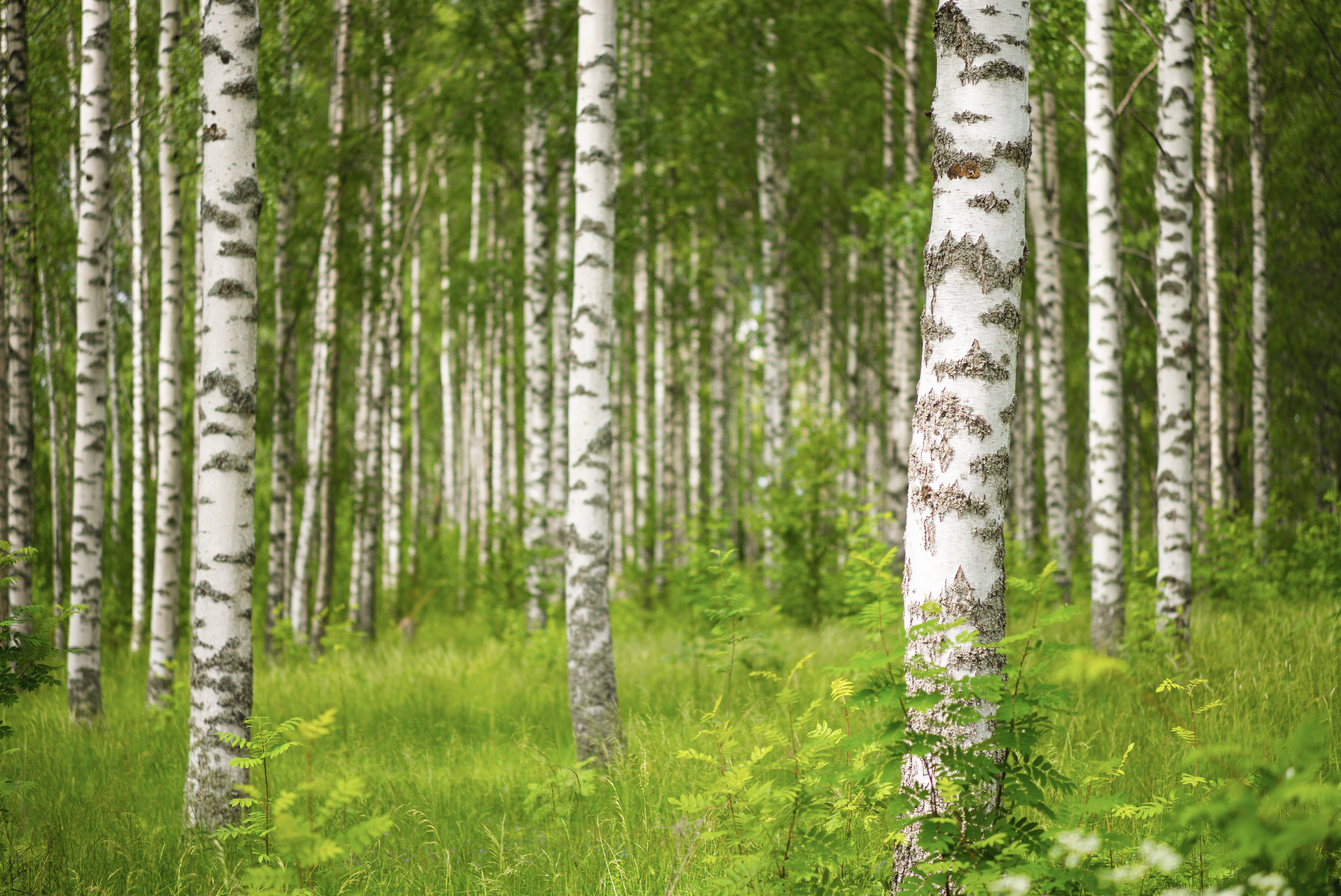 Yhteismetsä kuvituskuva koivikkoa