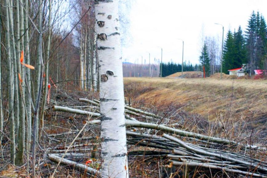 Young birch trees lying in a roadside ditch. Orange high-visibility tape is hanging from standing trees.