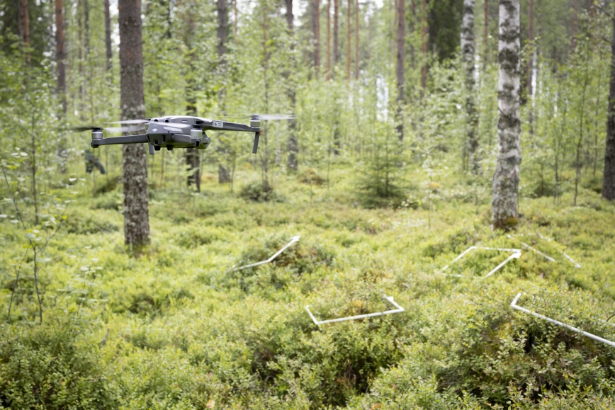 Drone lentää metsässä marjamättäiden yllä