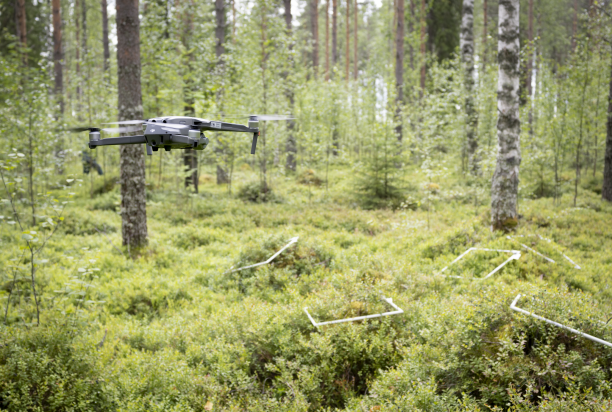 Drone lentää metsässä marjamättäiden yllä